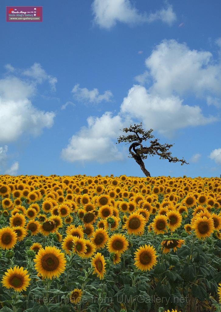 sky_tree_sunflower-composed copy.jpg